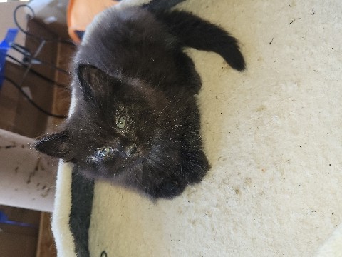 stray kittens – Yuba City