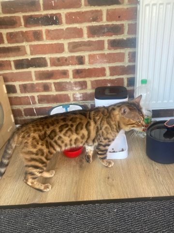 Bengal – Bengals cat