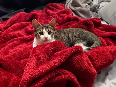 giving away my 5 months old kitty.