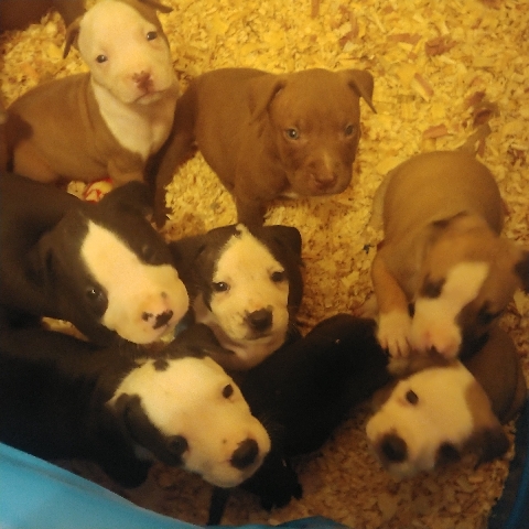 American Pit Bull Terrier – 12 puppies