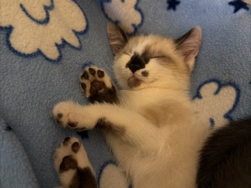 Friendly Kitten for Rehoming in Bessemer – Bessemer