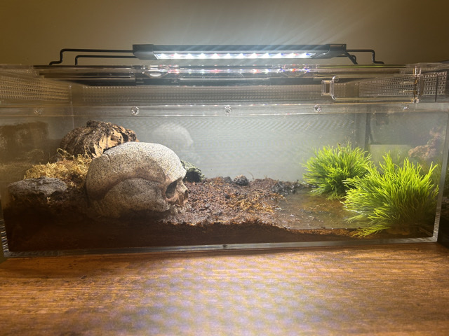🦀 3 Vampire Crabs + Complete Paludarium Setup – Ready to Go – Salford
