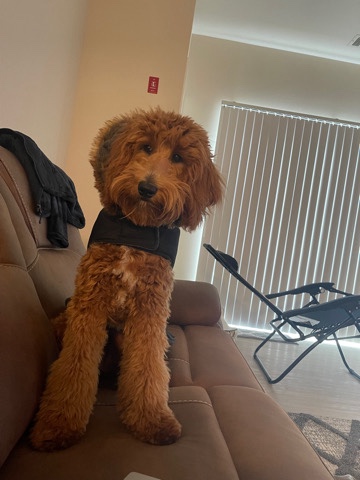 goldendoodle