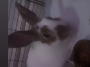 Californian – Friendly Californian Rabbit for Sale – 1 Year Old – Manchester
