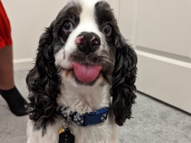 English Cocker Spaniel – Home for my handsome man – Raleigh