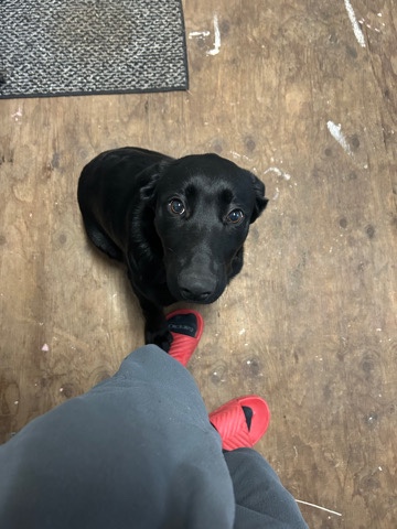 German Shepherd – Rehome puppy