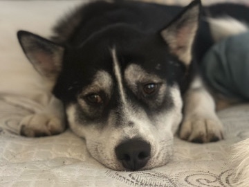 Siberian Husky – husky mix – Belmont