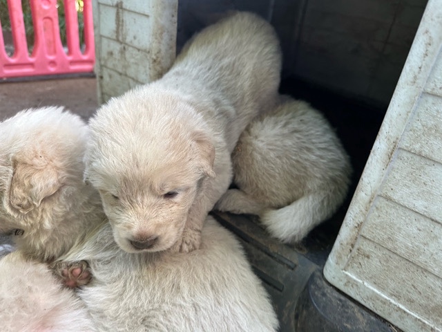 Great Pyranees Pups