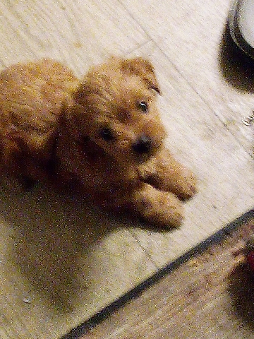 Maltese – Very Lovable Maltipoo