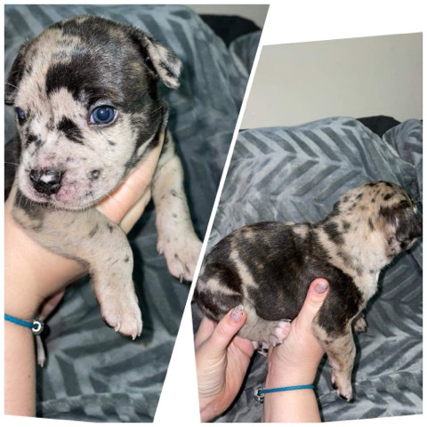 Olde English Bulldogge – Olde English Bulldog Pups