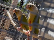 Pineapple cheeck conure
