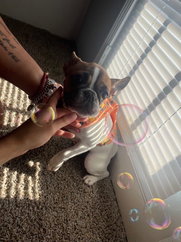 French Bulldog – Female French Bulldog
