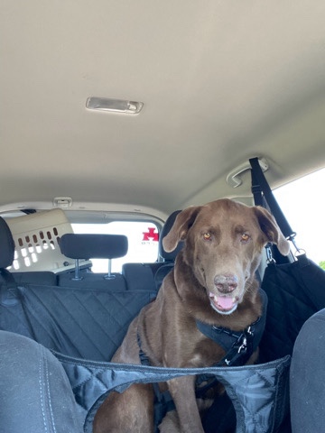 Labrador Retriever – Rehome Max