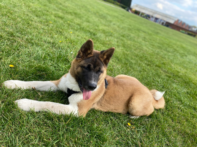 Akita – Male Akita puppy 6 months