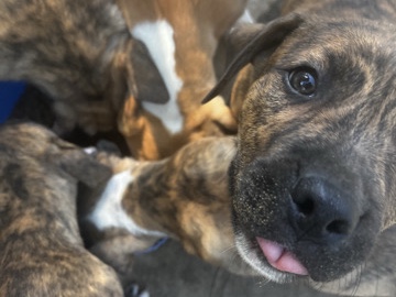American Pit Bull Terrier – pitbulls – Gainesville