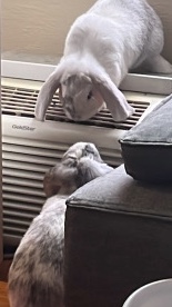 Rabbits sell
