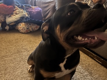 Bull Terrier – For Sell – River Rouge