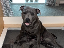 VALGLO & CHAMPIONbloodlines! Blue staffys for sale