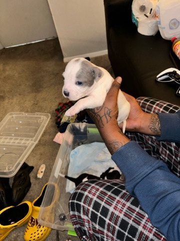 American Staffordshire Terrier – Puppies