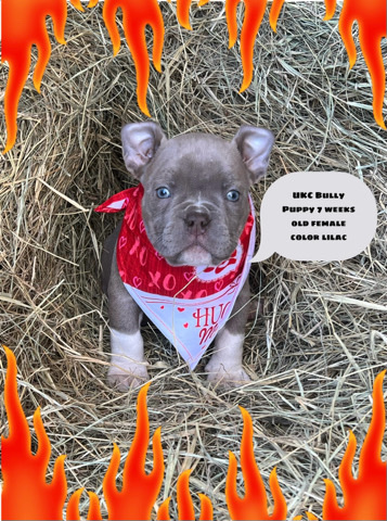 American Pit Bull Terrier – puppies for sale