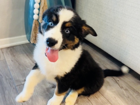 Australian Shepherd – Australian shepherd