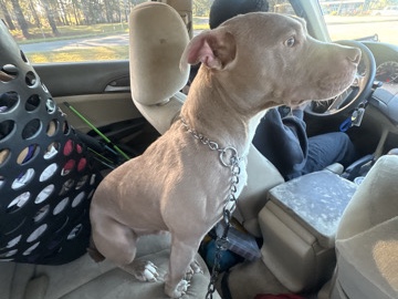 American Staffordshire Terrier – rehoming – Charlotte