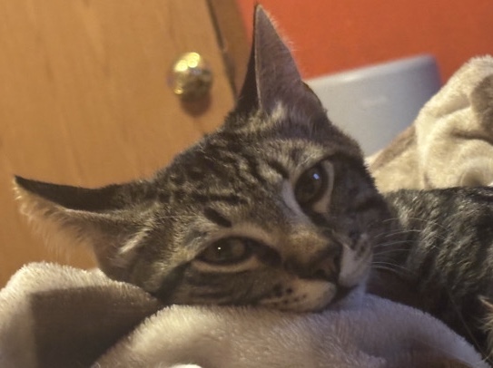 American Shorthair – (Sphinx)Bonded American Shorthair Kitten – Indoor and Family Friendly – Seagraves