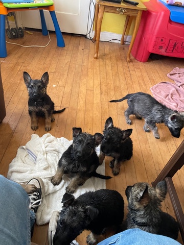 German Shepherd – German Shepherd Puppies