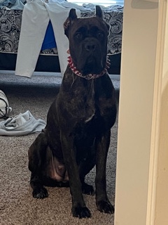 Cane Corso – Cane Corso