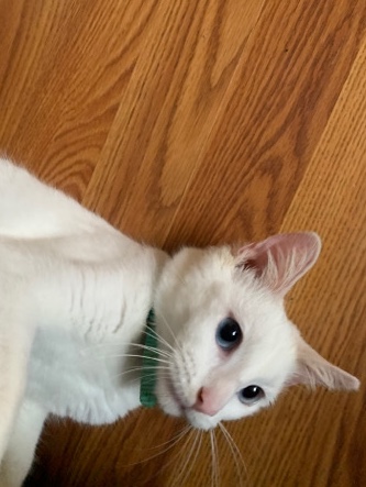 American Shorthair – cat rehome