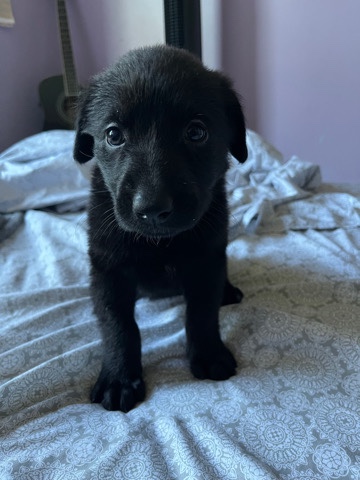 German Shepherd – German shepherd mix with a lab