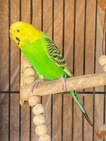 Budgerigar – Adorable Parakeets need loving home