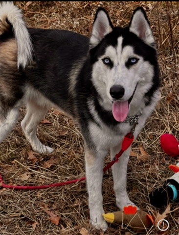 Siberian Husky – Home for Husky