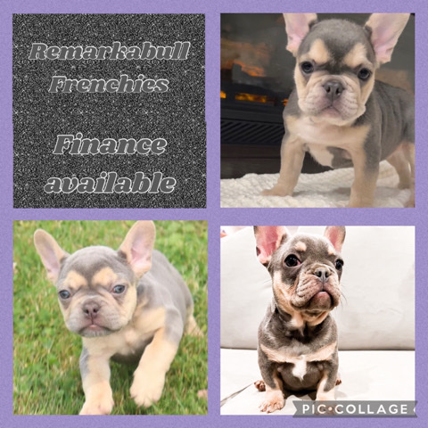 French Bulldog – frenchies