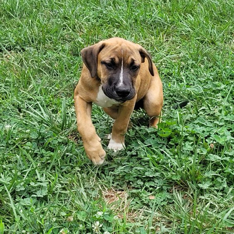 American Pit Bull Terrier – I am selling this boxer and pitbull mix