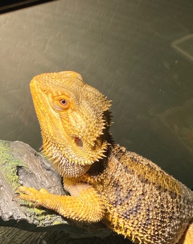 2 yr old bearded dragon + cabinet/tank