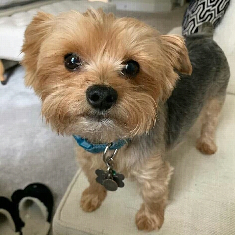 Yorkshire Terrier – Yorkie Puppy For sell