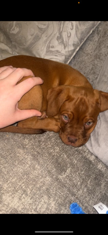Dogue de Bordeaux – Gorgeous dogue de bourdeaux
