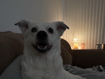 All - Dalmatian mut  available for adoption in Ramona