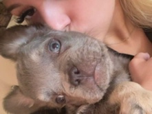 French Bulldog – fluffy blue frenchie – Edmond