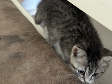British Longhair – BKH/BLH Kitten – Gelsenkirchen