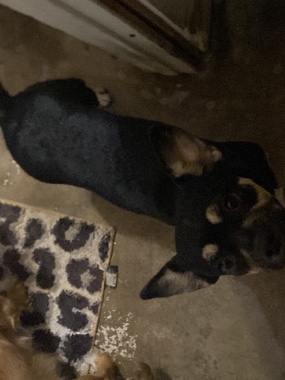 Free dog! – San Diego