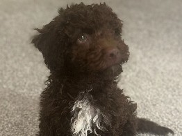 Pudelpointer – Lagotto Romagnolo Schoko – Berlin