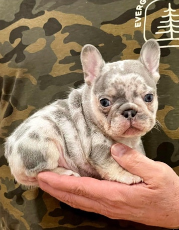 French Bulldog – One of a kind French Bulldog Puppies
