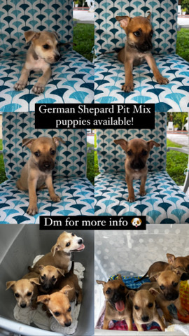 German Shepherd – German Shepard Pit Mix Puppies