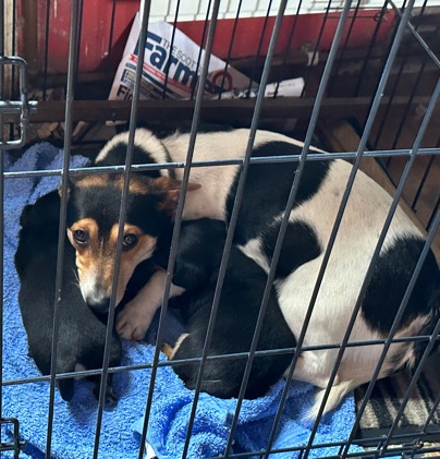 Jack Russell Terrier – Miniature Jack Russell puppies