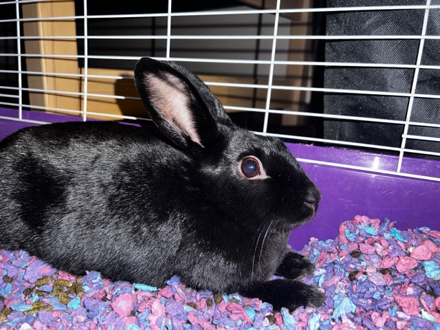 bunny for sale