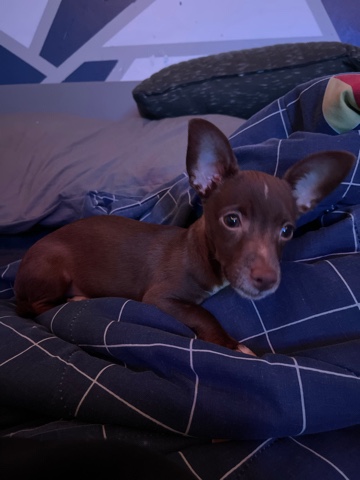 Jack/chi