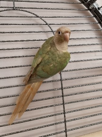 Green-Cheeked Conure – Dilute Conure for sale