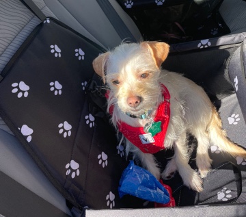 Chihuahua – Yoshi is looking for a new home!